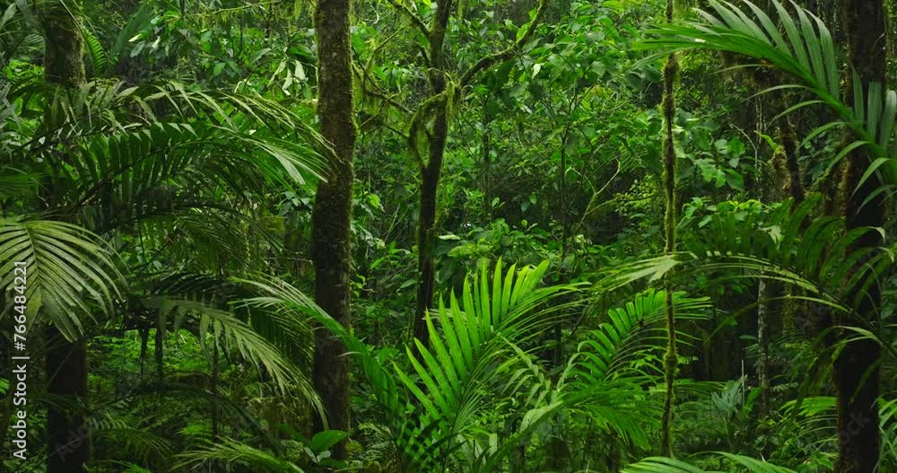 Lush green jungle with abundant trees, plants, and groundcover Lush green jungle with abundant trees, plants, and groundcover