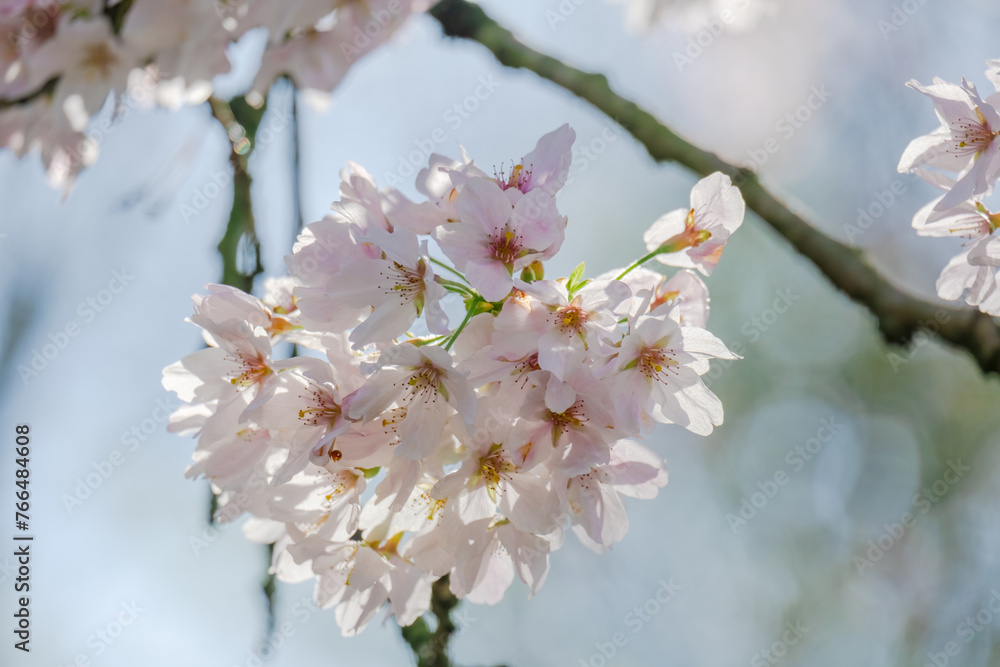 Blossoming Tree in Spring. Spring time in nature Blossoming Tree in Spring. Spring time in nature