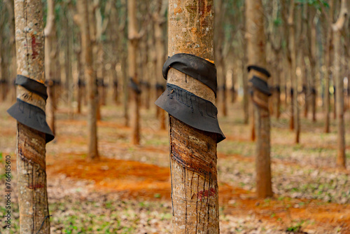 Hevea is a genus of evergreen trees from the family Euphorbiaceae.
The main purpose of hevea is the extraction of natural rubber, which is obtained from its milky juice. Central Vietnam.  photo