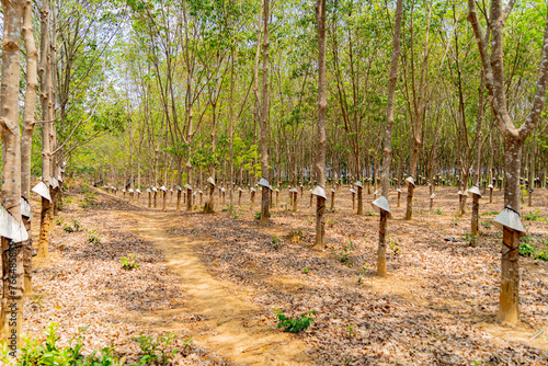 Hevea is a genus of evergreen trees from the family Euphorbiaceae.
The main purpose of hevea is the extraction of natural rubber, which is obtained from its milky juice. Central Vietnam.  photo