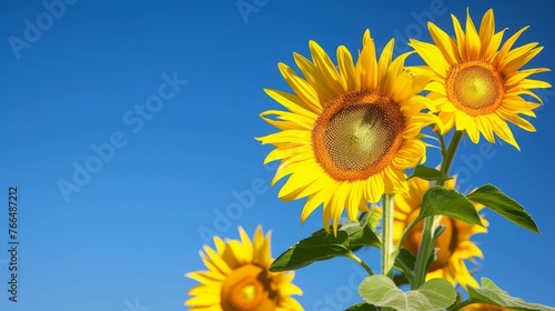 Yellow sunflowers against a blue sky