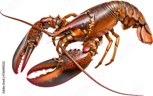 Live lobster with claws, cut out transparent