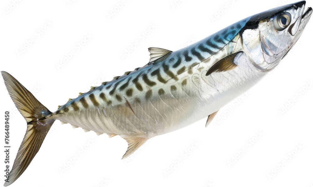 Mackerel fish with distinctive patterns, cut out transparent