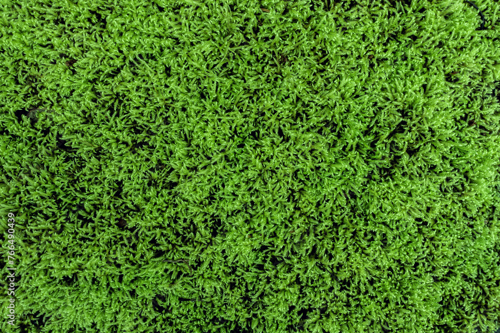 fresh green moss texture pattern close up background fresh green moss texture pattern close up background
