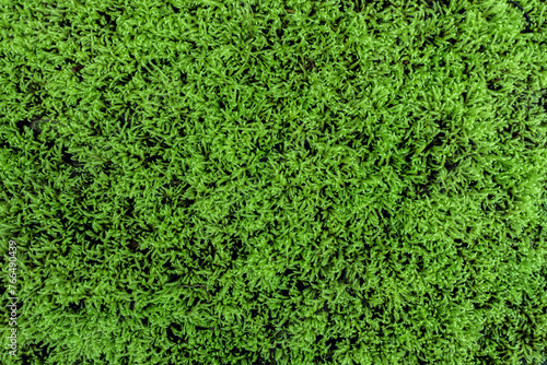 fresh green moss texture pattern close up background