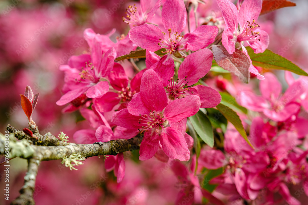 Close up view of pink cherry blossom flowers Close up view of pink cherry blossom flowers