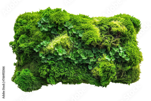 A green mossy plant is growing on a white background isolated on white background or transparent background. png cut out or die-cut