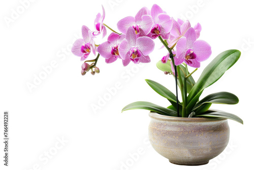 A vase with a pink and white orchid in it isolated on white background or transparent background. png cut out or die-cut