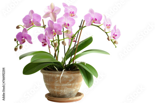 A vase of pink and white orchids sits on a white background isolated on white background or transparent background. png cut out or die-cut