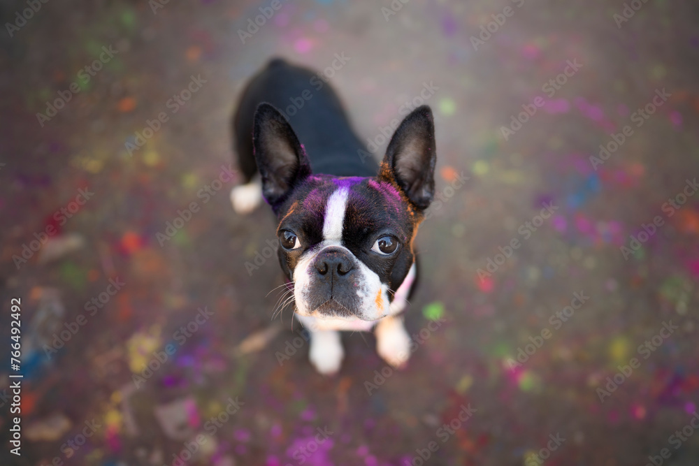 Boston terrier dog breed with holi color puppy in the garden Boston terrier dog breed with holi color puppy in the garden