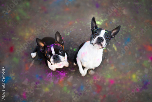 two amazing Boston terriers with holi color