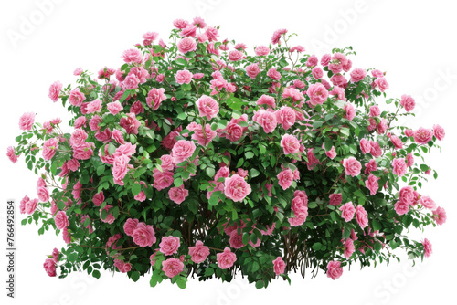 A bush full of pink flowers,isolated on white background or transparent background. png cut out or die-cut