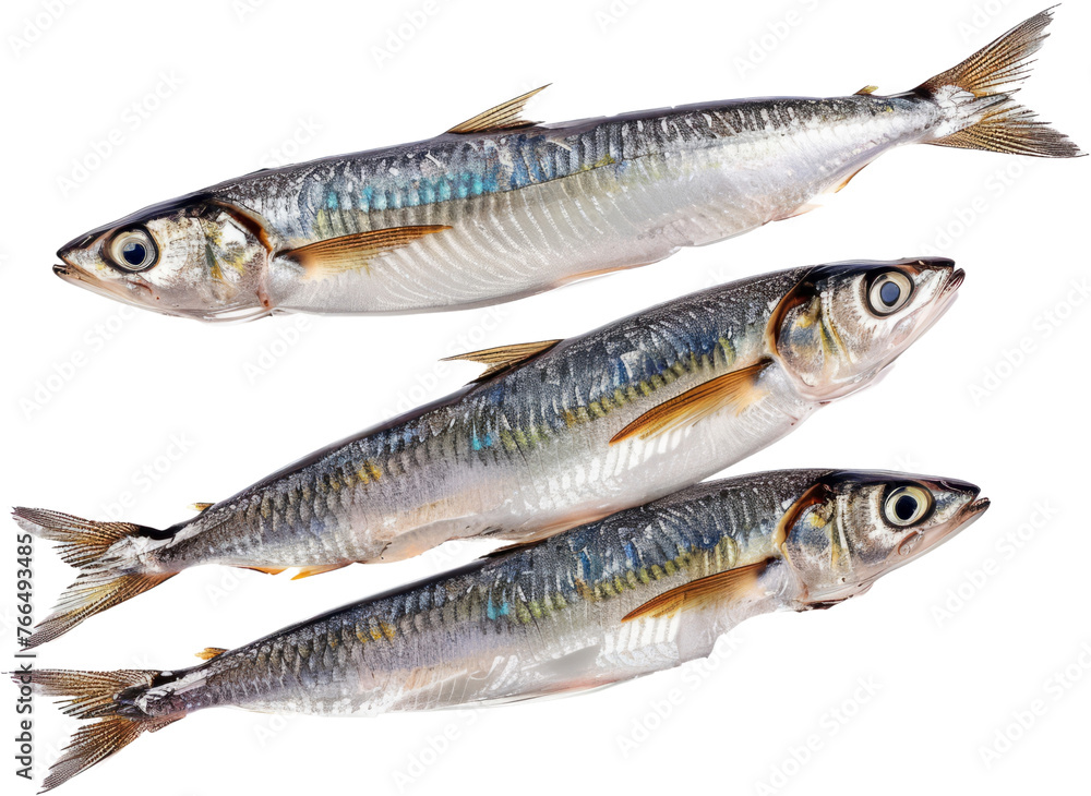 Sardine fish profile, cut out transparent Sardine fish profile, cut out transparent