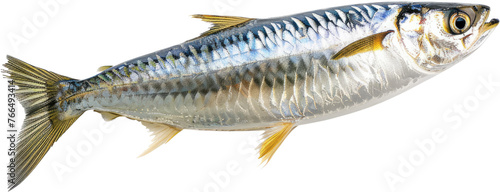 Sardine fish profile, cut out transparent photo