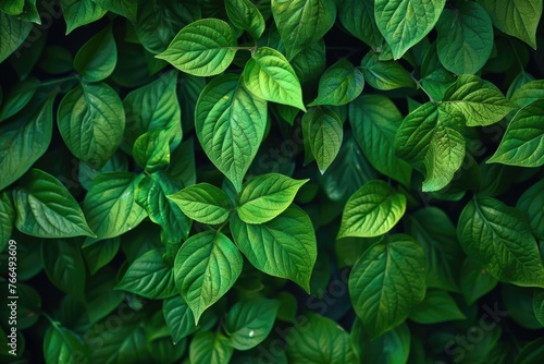 Close-up view of a bunch of green leaves, suitable for nature and environmental concepts © Fotograf
