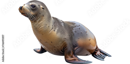 Sea lion resting pose, cut out transparent