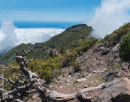 Casa de Abrigo do Pico Ruivo seen over white dry tree trunk. Green mountains covered with heather and flowers in misty clouds. Hiking trail PR1.2 to Pico Ruivo, highest peak in the Madeira, Portugal © Kristyna