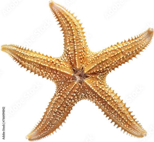 Vibrant starfish with arms outstretched  cut out transparent