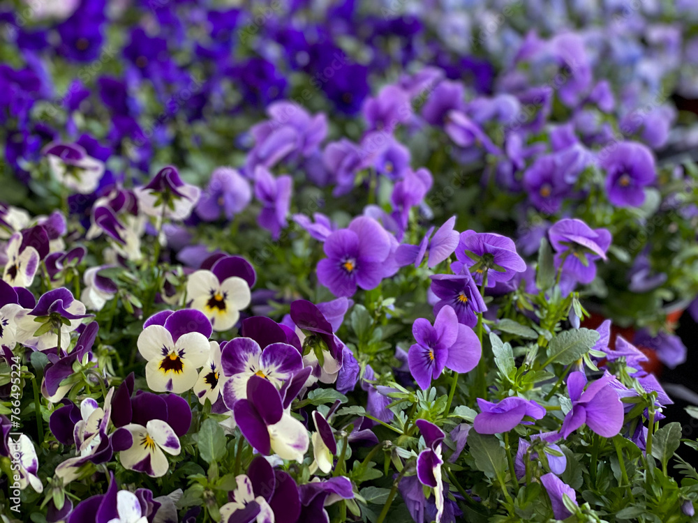Beautiful blooming Viola Cornuta pansy spring flowers close up, floral wallpaper background with blooming pansie flowers Beautiful blooming Viola Cornuta pansy spring flowers close up, floral wallpaper background with blooming pansie flowers