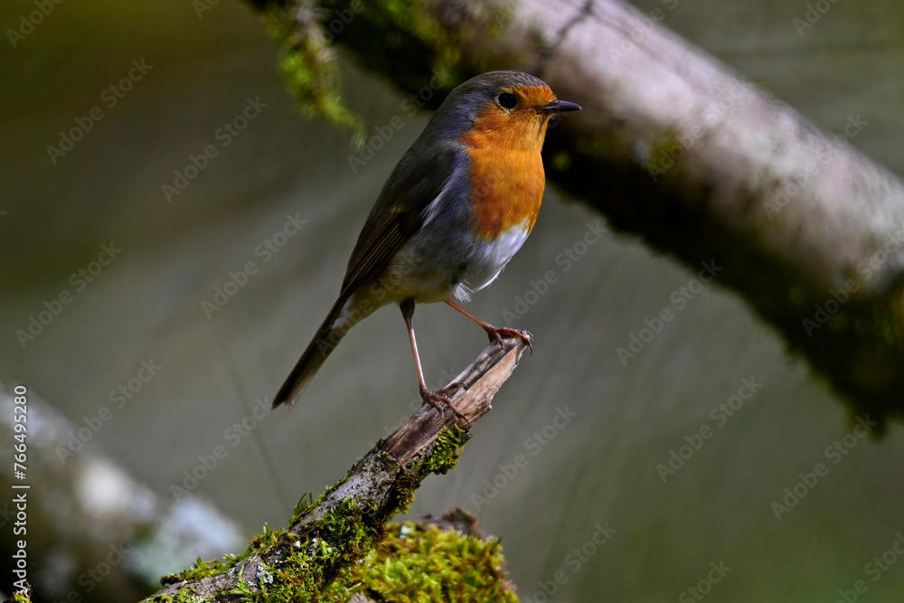 Rotkehlchen // European robin (Erithacus rubecula) Rotkehlchen // European robin (Erithacus rubecula)