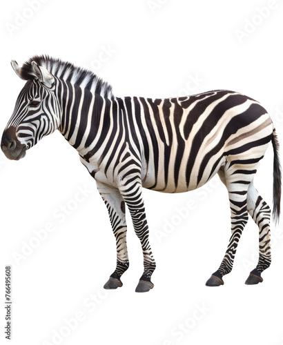 Side profile of a zebra standing  cut out transparent