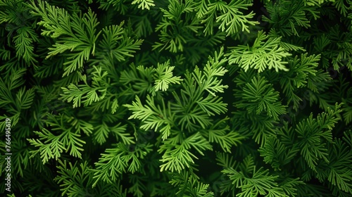 Close-up view of a plant with vibrant green leaves. Suitable for botanical projects