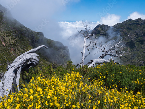 View over spartium yellow flowers, heather and white dry trees on green mountains in misty clouds. Hiking trail PR1.2 from Achada do Teixeira to Pico Ruivo, highest peak in the Madeira, Portugal © Kristyna