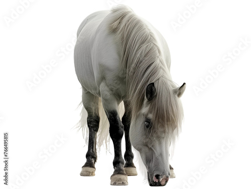 Front view pony is grazing and eating grass with head down isolated on white or transparent background, png clipart, design element. Easy to place on any other background.