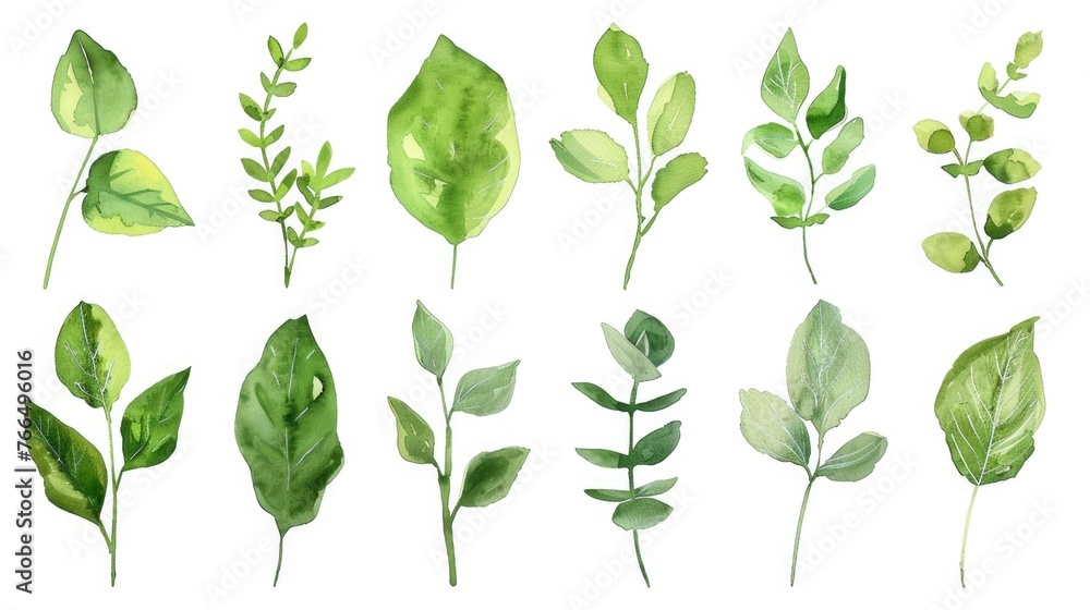 A collection of green leaves on a plain white background. Perfect for botanical designs