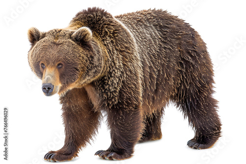 Wallpaper Mural Bear on whiteisolated on solid white background. Torontodigital.ca