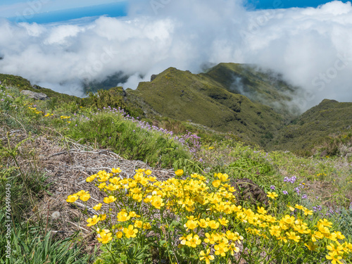 View from hiking trail PR1.2 from Achada do Teixeira to Pico Ruivo, the highest peak in the Madeira, Potugal. Blooming pink and yellow wild flowers, heath, green mountains and clouds © Kristyna
