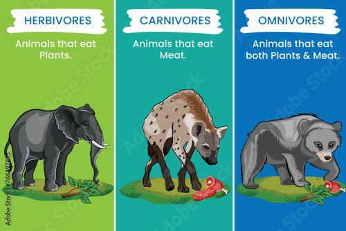 Herbivores eat plants, omnivores consume both plants and animals, carnivores exclusively prey on other animals. photo