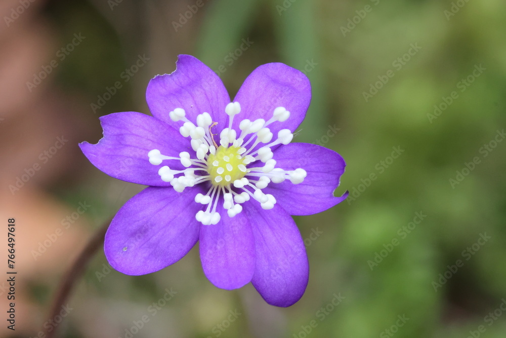 Spring flower - Hepatica (hepatica, liverleaf, or liverwort)