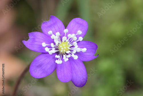 Spring flower - Hepatica (hepatica, liverleaf, or liverwort)