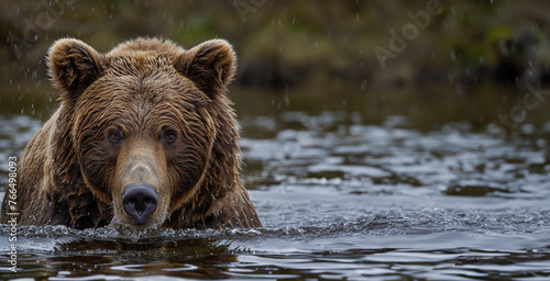 brown bear eating ice