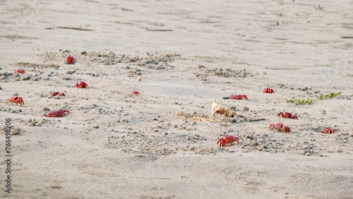 Red ghost crabs or ocypode macrocera coming out of its sandy burrows to feed on an animal carcass on sandy beach or tidal zones. It has white eye and bright red body.
