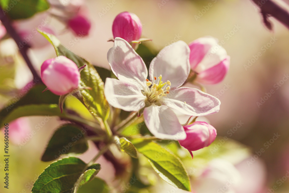 Blossom tree Blossom tree