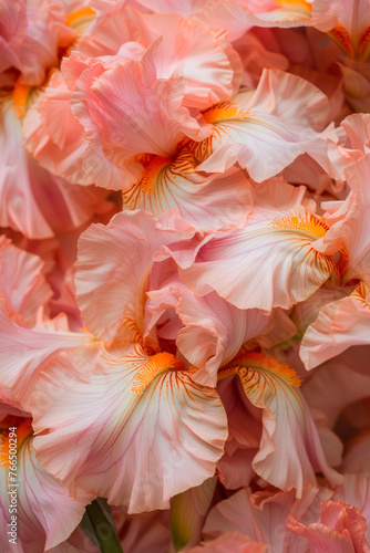 Wallpaper Mural Unique texture of delicate pink irises Torontodigital.ca