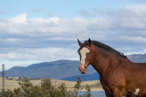 Horse in Patagonia