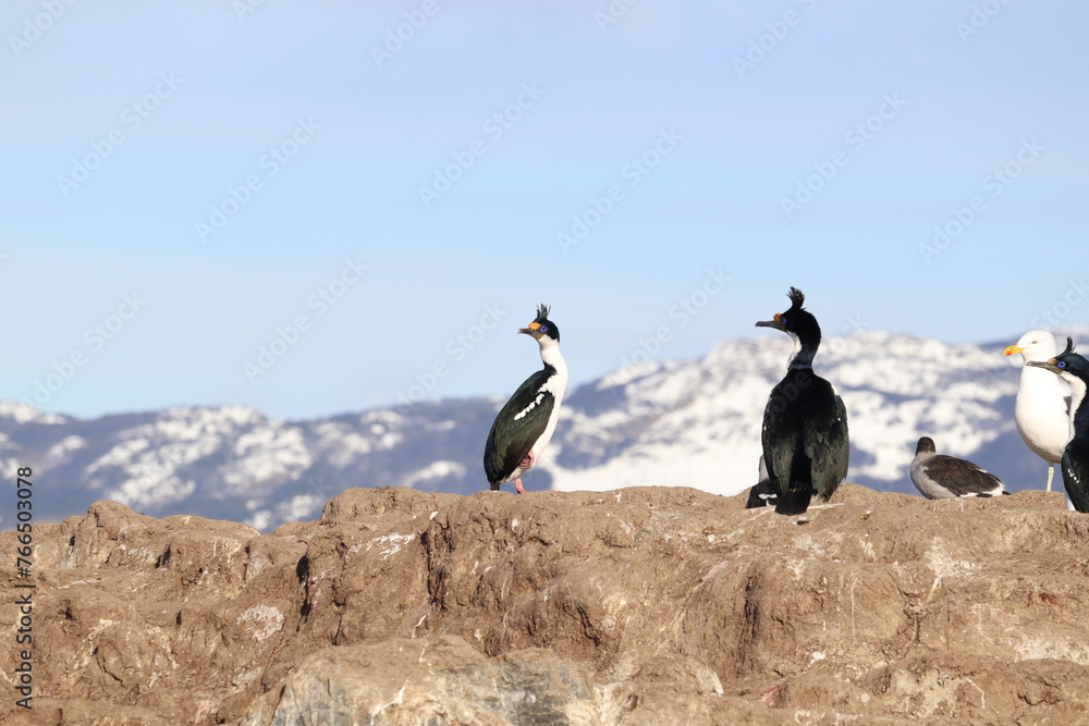 Imperial cormorants (Leucocarbo atriceps) on an island in Beagle Channel. 