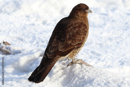 Chimango (Milvago chimango) perching on the snowy ground.