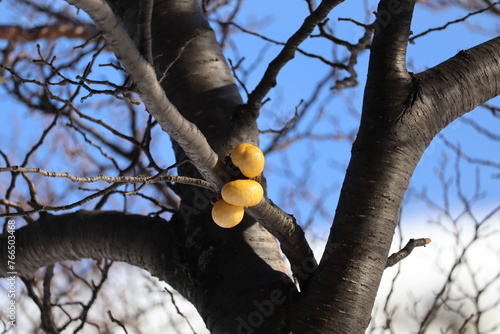 Darwin's fungus (Cyttaria darwinii) parasitizing a tree.