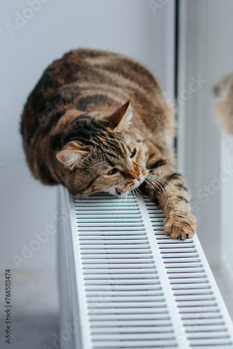 a brown cat with green eyes lies on a radiator near the window and yawns