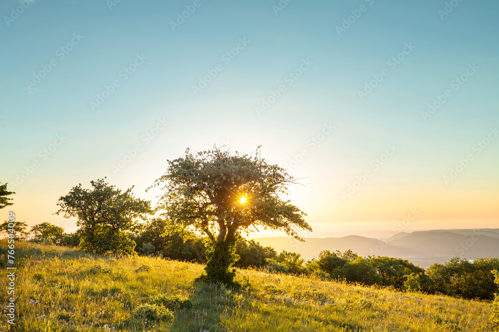 Sunny meadow Sunny meadow