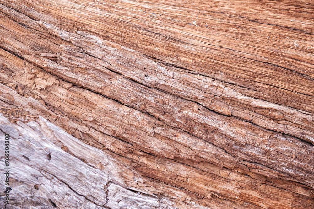 Natural background of old tree bark texture Natural background of old tree bark texture