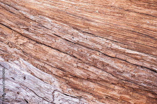  Natural background of old tree bark texture