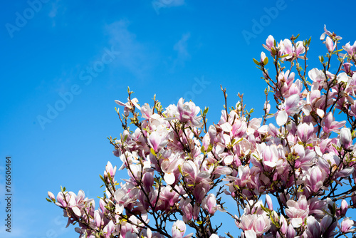 freshly grown blooming magnolia tree in spring time with baby blue sky in the background