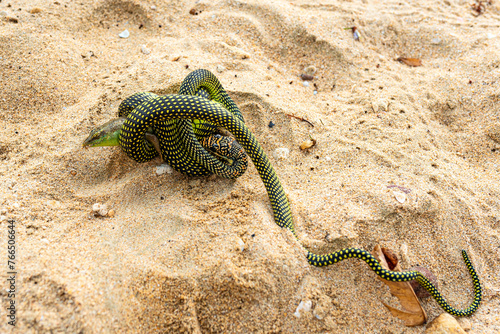 Paradise tree snake devours a lizard at the beach of the island of Ko Jum in the south of Thailand	