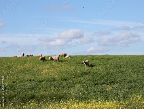 rebanho der ovelhas