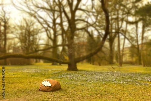 Cebulica syberyjska w miejskim parku © Jolanta